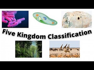 Understanding Five Kingdom Classification System By R H Whittaker