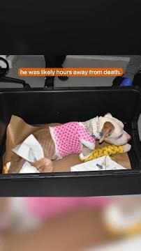 Once hours from death, Belo showcases the resilience of rescue dogs