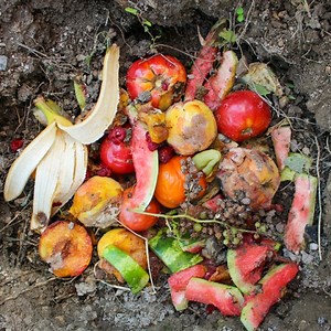 The Environmental Impact of Wasted Food