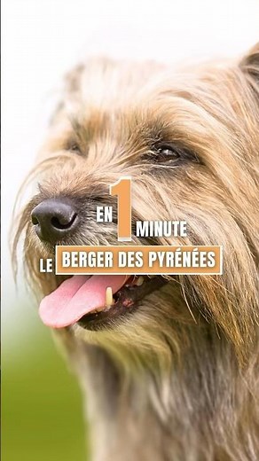 The Pyrenean Shepherd in 1 minute!