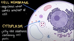 Cell parts and their functions