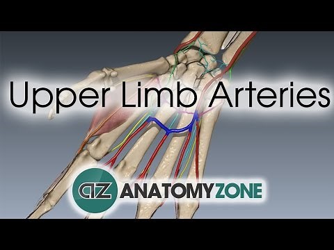Upper Limb Arteries - Hand and Wrist - 3D Anatomy Tutorial