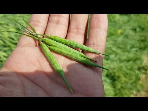 How long does it take for a mustard seed to grow into a tree? | uses of mustard?