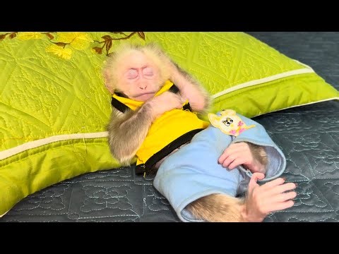 What happens when baby monkey sleeps alone?