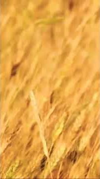 Gramineae Gramineae Gramineae Poaceae Gramineae Poaceae Gramineae Poaceae #doyouknownature