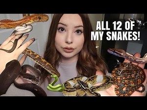 Meet All Of My Snakes! | All 12 Of Them!