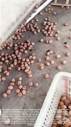 Nut Sorting Secrets: How Farmers Perfectly Grade Walnuts by Size