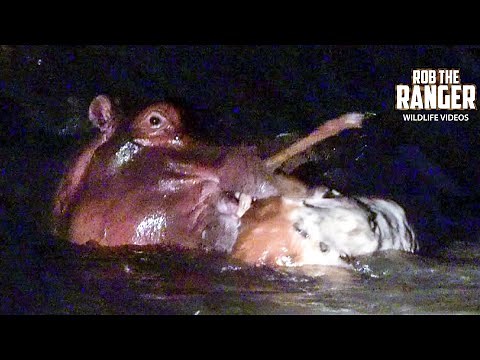 Watch This Extremely Rare Footage Of Hippo Eating Impala!! | Raw Africa