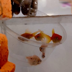 76K views · 61 reactions | Turning a DIY Aquarium from a Kitchenware  | RusticKraft | Facebook