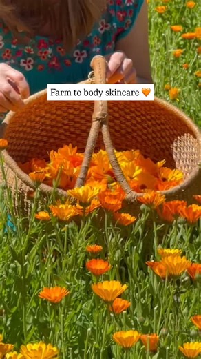 Calendula Comfrey Cream is a staple in our Farm to Body collection. 🌼 Infused with calendula we grow and harvest by hand, this rich, soothing beeswax cream will leave your skin feeling soft and hydrated. 🧡 #islandthyme #naturalskincare #calendula #handcrafted #locallygrown #beeswax #orcasisland | Island Thyme Natural Bodycare