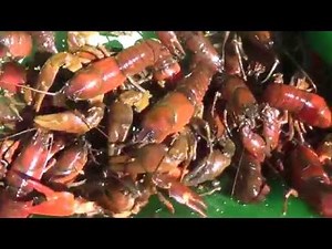 Crayfish Trapping With Homemade Trap and Cooking