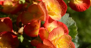 How to grow and care for the flowering begonia plant