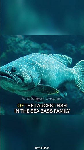 Goliath Grouper | The Largest Reef Fish of the Ocean