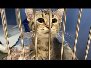 Local animal shelter offers a 'purrfect' promotion to get cats adopted as kitten season ensues