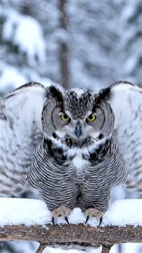Great Horned Owl in First Snow | Ultra-Realistic Cinematic Wildlife Video in 8K #Owl