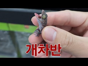 성격파탄 파충류 토케이게코가 도착했습니다