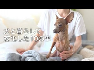 50代子無し女が子鹿犬と暮らして変化した10の事【ミニピン／元保護犬】