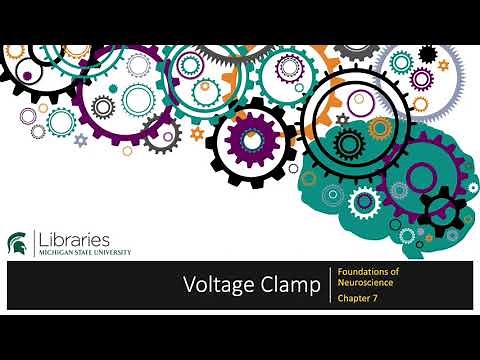 Chapter 7 - Voltage Clamp
