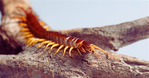 Is centipede venom dangerous? Kuya Kim answers
