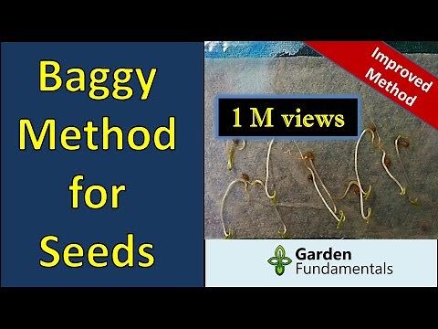 Improved paper towel and baggy method for germinating seeds (fast)