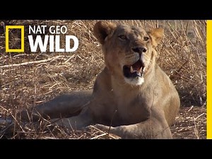 The Quicksand Trap | Revenge of the Lioness