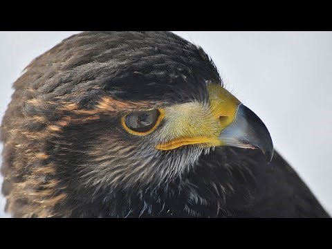 Hawk Sounds | Hawk Sound Effects | Red Tailed Hawk Noises | Hawk Screech | Hawk Calls | No Music