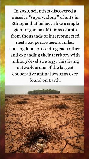 The Giant Ant Super-Colony 😳🐜 - Facts with Neil