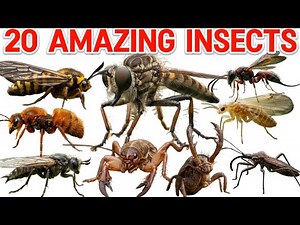 20 Insects Name | Insects Name| Insect Facts for Kids | Shoumiktots #insects