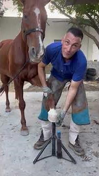 Veterinary medicine goes beyond production: biomechanics and animal welfare #veterinarymedicine #...