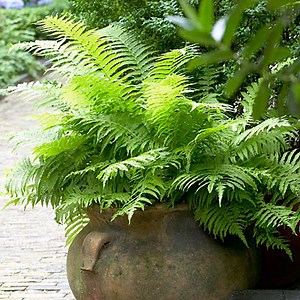 Shop Ferns | American Meadows