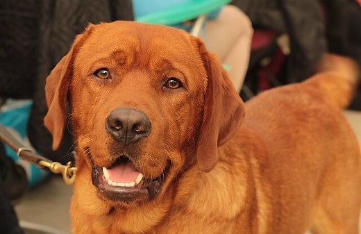 Fox Red Lab Retrievers: Pros, Cons, Traits, Color, Care, Facts, Controversy & More