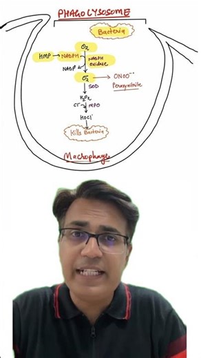 Respiratory Burst | How TB bacteria survives in macrophages? | #medicalbiochemistry #mbbs