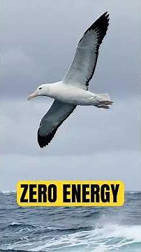 This Bird Flies Without Using Any Energy #Albatross #NatureMysteries #HumanRevealed
