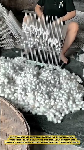 The Process of Harvesting Thousands of Silk Worm Cocoons #workprocess