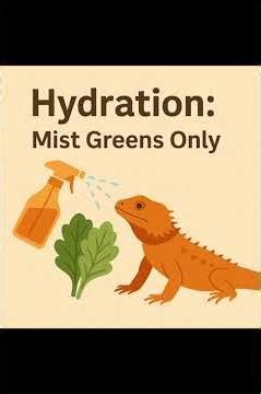 Bearded Dragon Care for Beginners: Complete Starter Guide