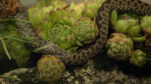 How do snakes give birth? Keep watching to find out.... While most snakes lay eggs, some birth live young, like this European viper. 🐍 📹: Austrian Broadcasting Corporation #VOTD #VideoOfTheDay | Animal Planet