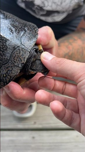 Turtles Eat Their Own Kind! #shorts