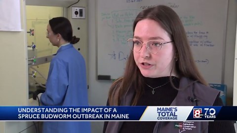 Understanding the impact of a Spruce Budworm outbreak