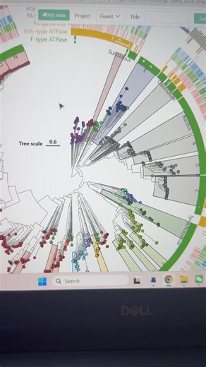A Phylogenetic Circular Tree with multiple rings of annotation