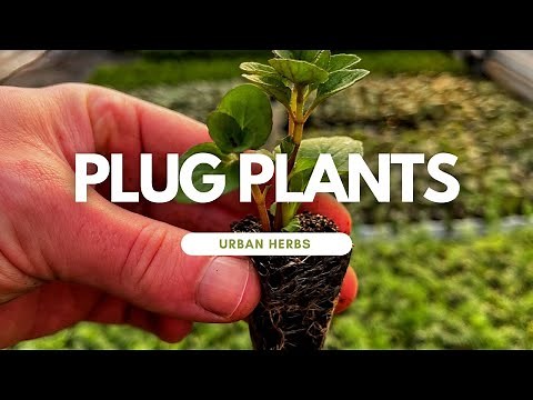Growing from plug plants? What are plug plants? It's time to talk about plug plants.