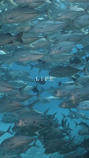 7.9K views · 250 reactions | The Fish of the Great Barrier Reef....