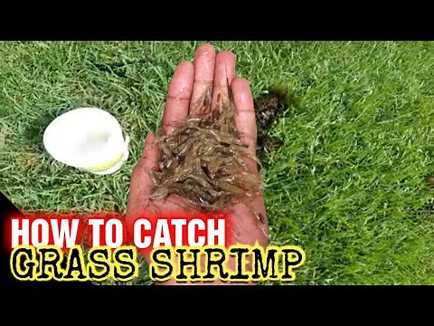 How to catch Grass Shrimp