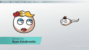 Sperm Cell Facts: Lesson for Kids