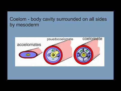Invertebrate Diversity Part 1 - Porifera to Annelids