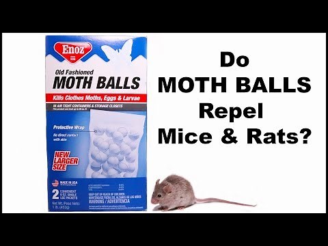 Do Moth Balls Repel Mice? Mousetrap Monday