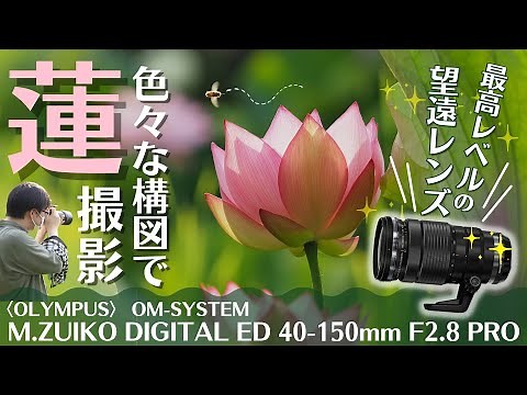 OM SYSTEM ED40-150mm F2 8 PRO望遠レンズで蓮(ハス)の花撮影 &レンズレビュー！
