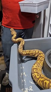 282 reactions | Ghi ultramel female feeding 落勞#snakelover #ballpythonlove #snek #royalpythons #morph #morphs #livingart #beardeddragon #herpetology #lizard #boa #animal #reptilelove #leopardgecko #snakelife #petsnake #gecko #clownballpython #ballpythoncollection #ballpythonmorphsofinstagram #exotic #nature #reticulatedpython #cornsnake #snakelove #snakekeeper #bananaballpython #boaconstrictor #lizards #piedballpython | Xclusive ball pythons | Facebook