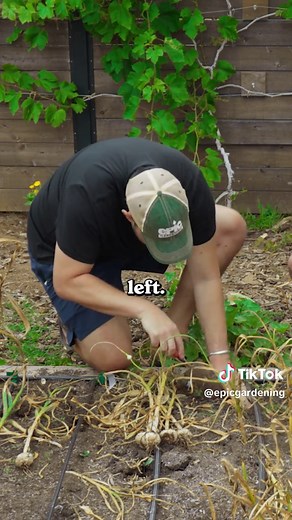 Garlic Growing Experiment: Planting Depth & Bulb Size Secrets