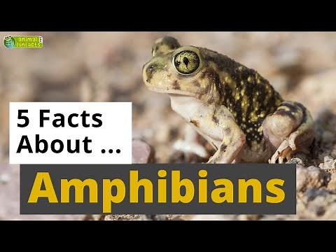 All About Amphibians 🐸 - 5 Interesting Facts - Animals for Kids - Educational Video