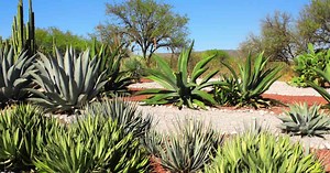 Types Of Agave Plants: Varieties For Houseplant and Landscape Use